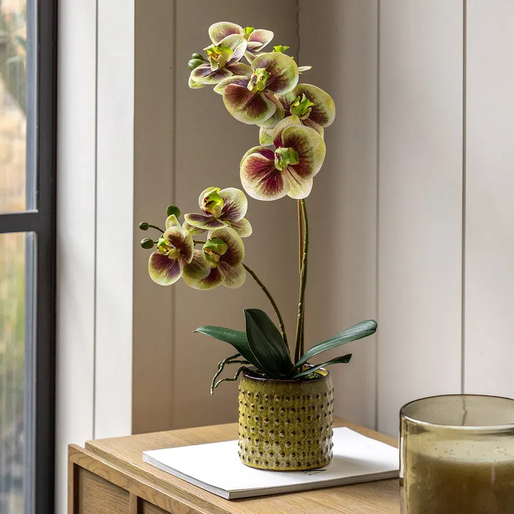 Artificial Orchid in Moss Ceramic Dot Pot - Multicolour product