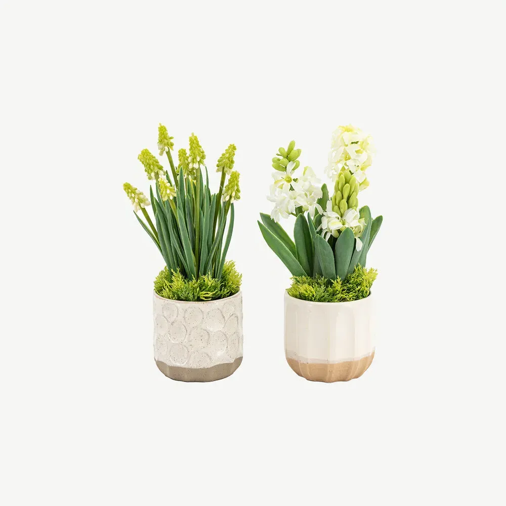 Set of 2 Spring Hydrangea in Ceramic Pots - Green product