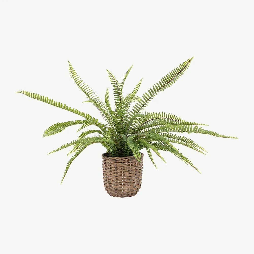 Small Potted Fern Plant - Artificial, Woven Pot product