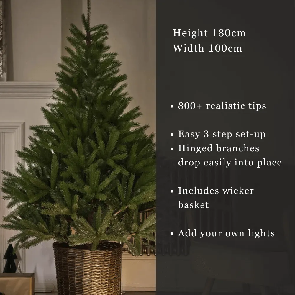 Glenside Fir Tree in Basket - 6ft Tall alternate view
