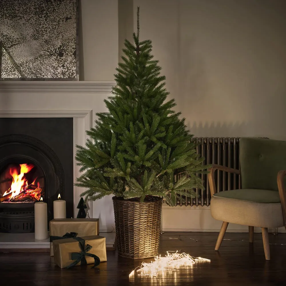Glenside Fir Tree in Basket - 6ft Tall product