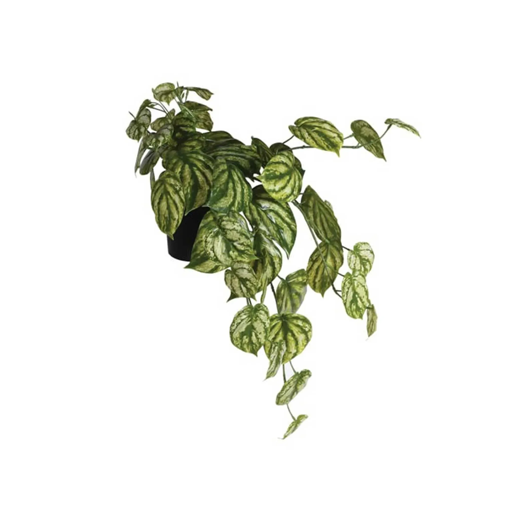 Peperomia Hanging Pot Plant - Green, Plastic product