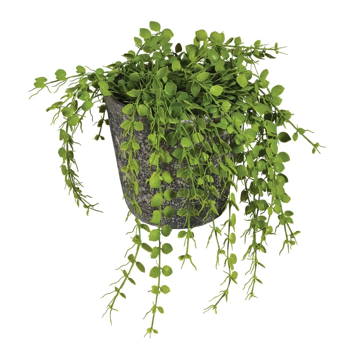 Potted Button Fern - Green, Polyester