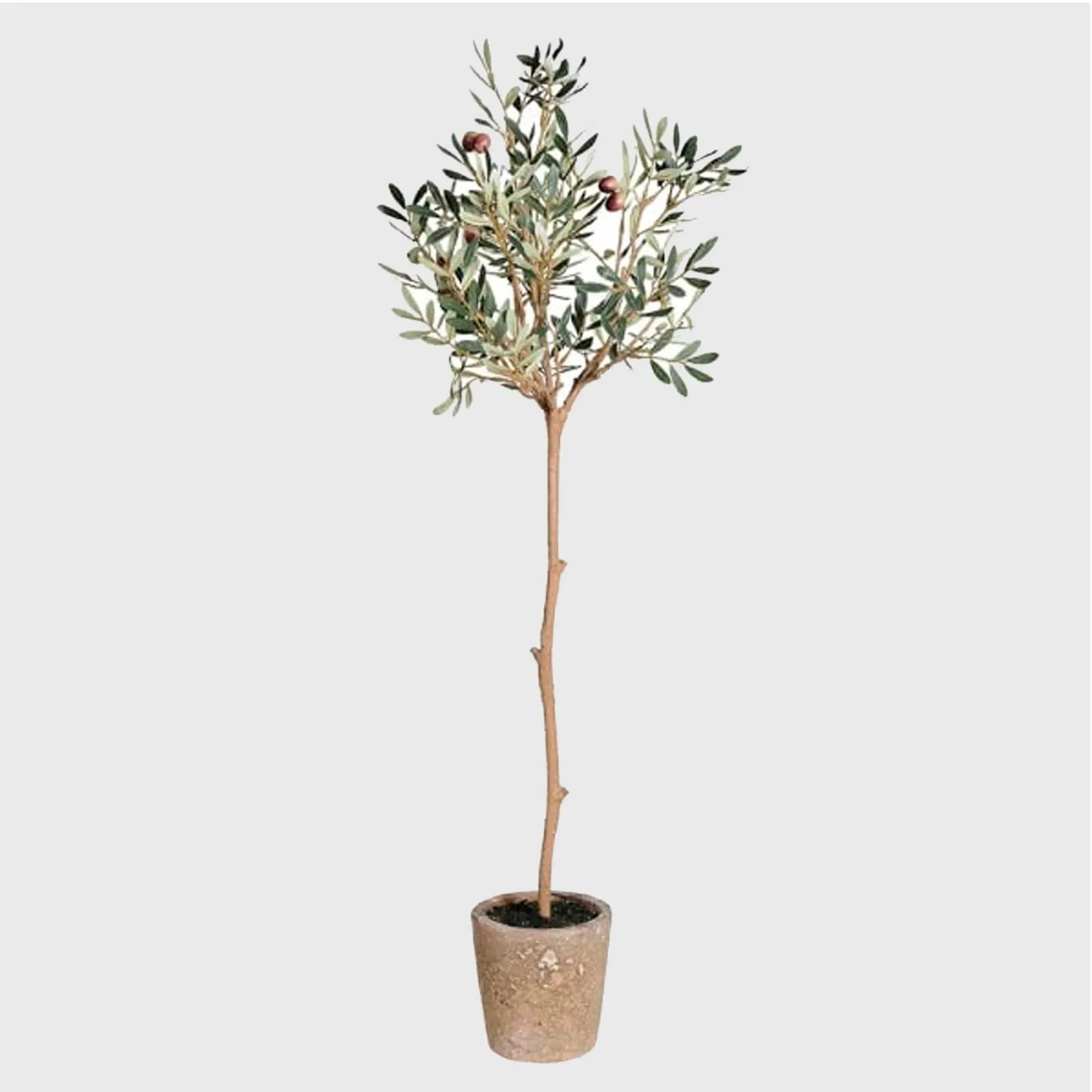 Potted Olive Tree - Mixed Materials