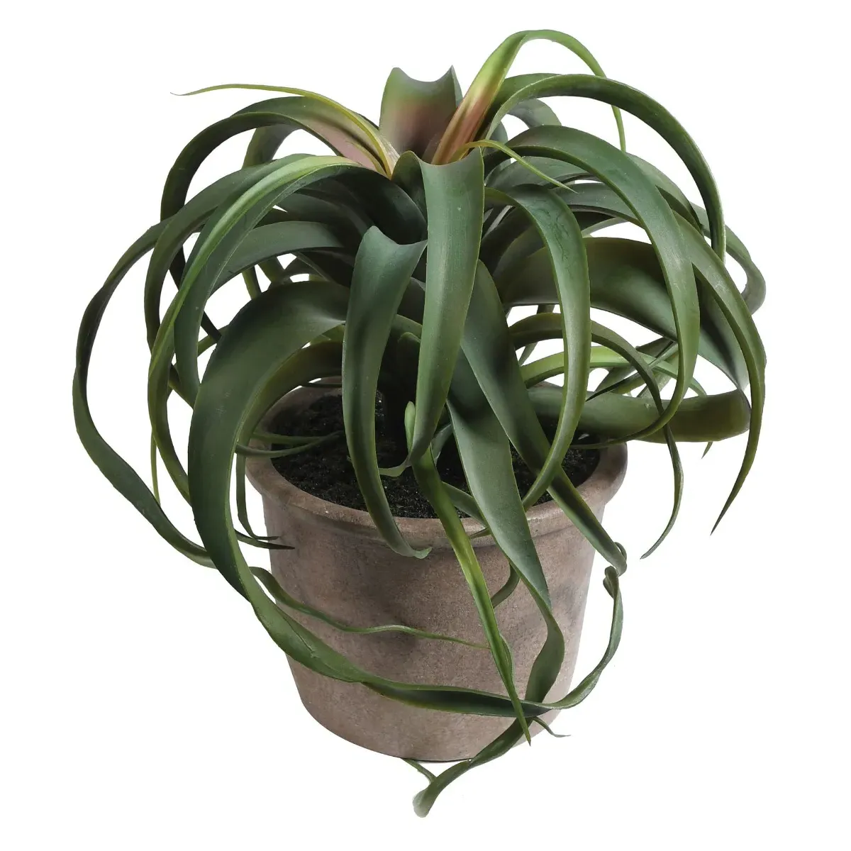 Potted Tillandsia - Green, Metal