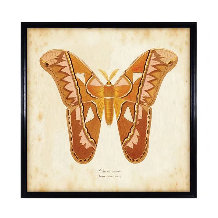 Timothy Oulton Entomology Butterfly Art - Brown, Wood