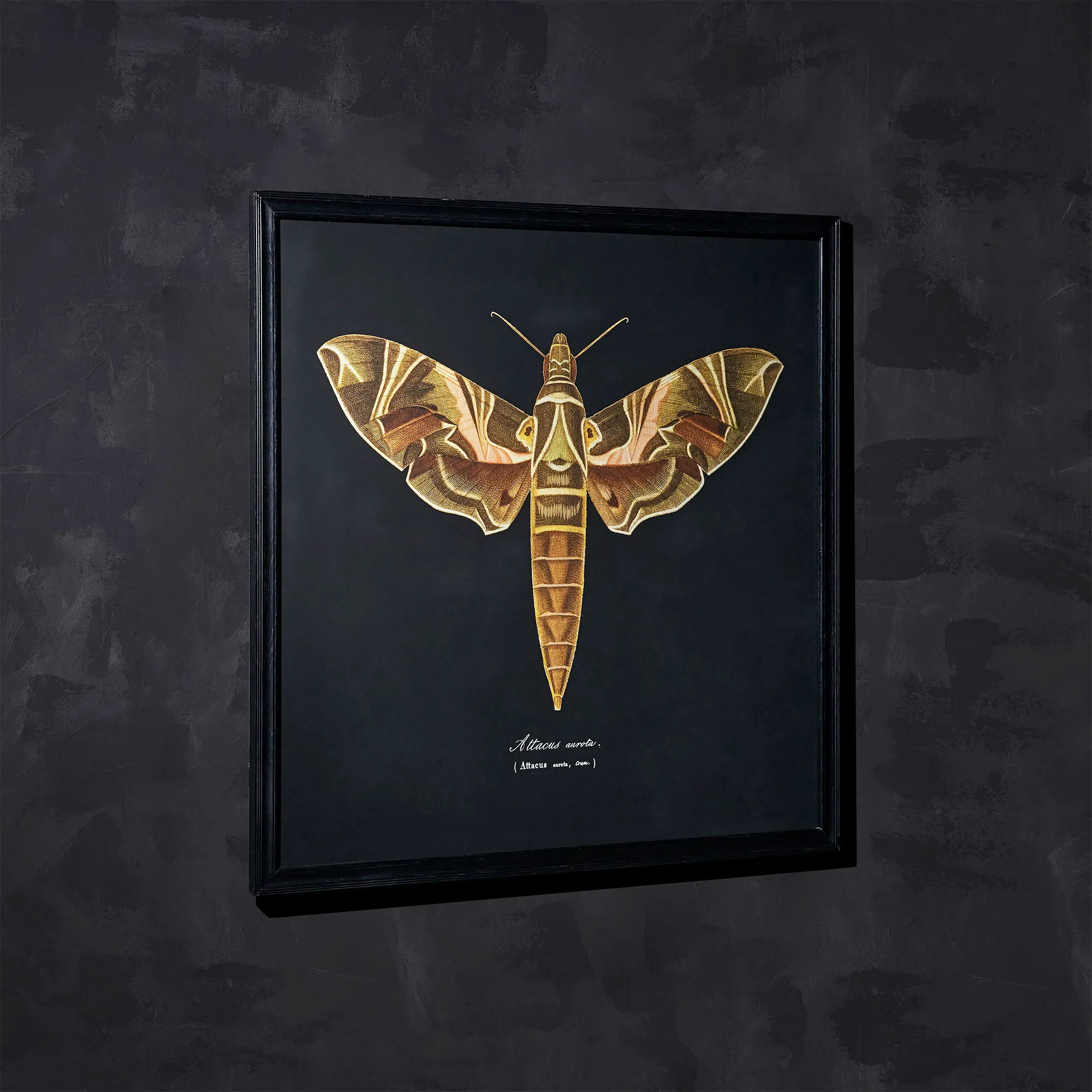 Timothy Oulton Entomology Flat Moth Art - Brown, Wood