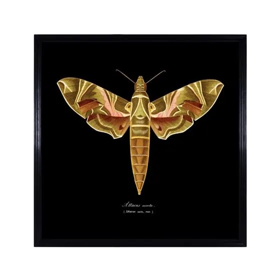 Timothy Oulton Entomology Flat Moth Art - Brown, Wood