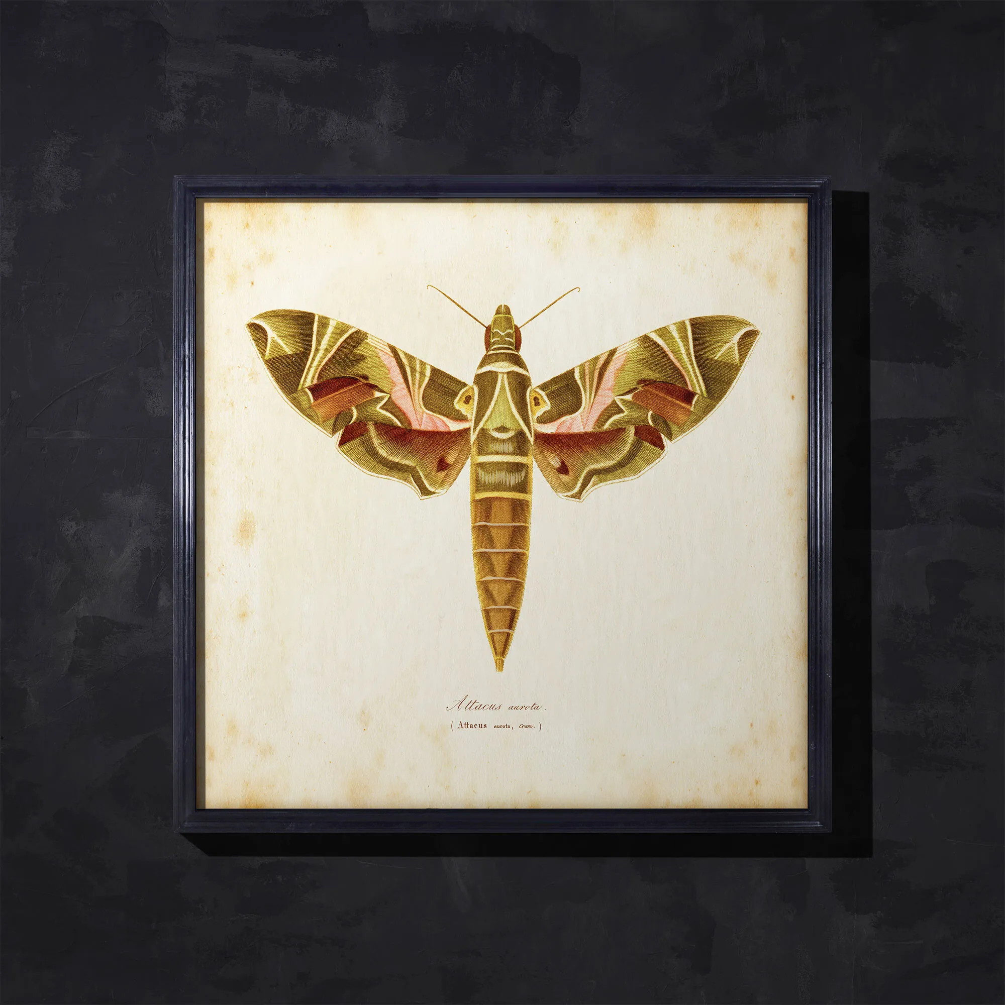 Timothy Oulton Entomology Natural Moth Art - Brown, Wood