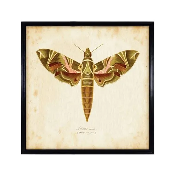 Timothy Oulton Entomology Natural Moth Art - Brown, Wood