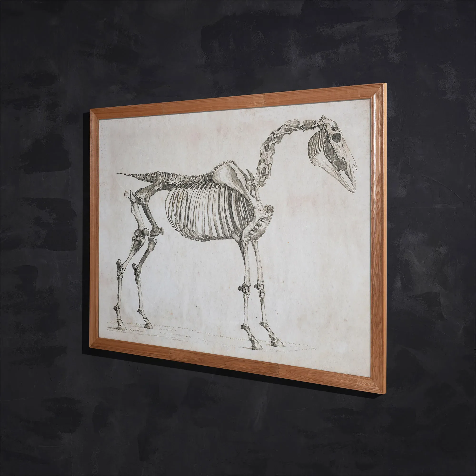 Timothy Oulton Horse Skeleton Wall Art - Wood