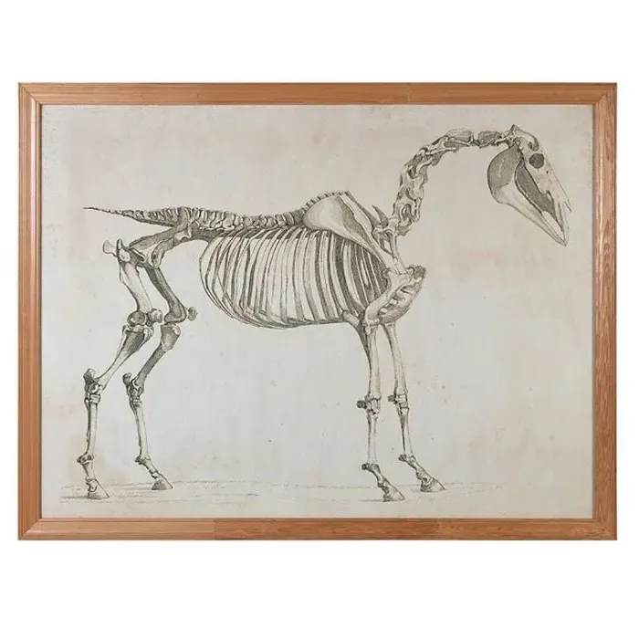 Timothy Oulton Horse Skeleton Wall Art - Wood image
