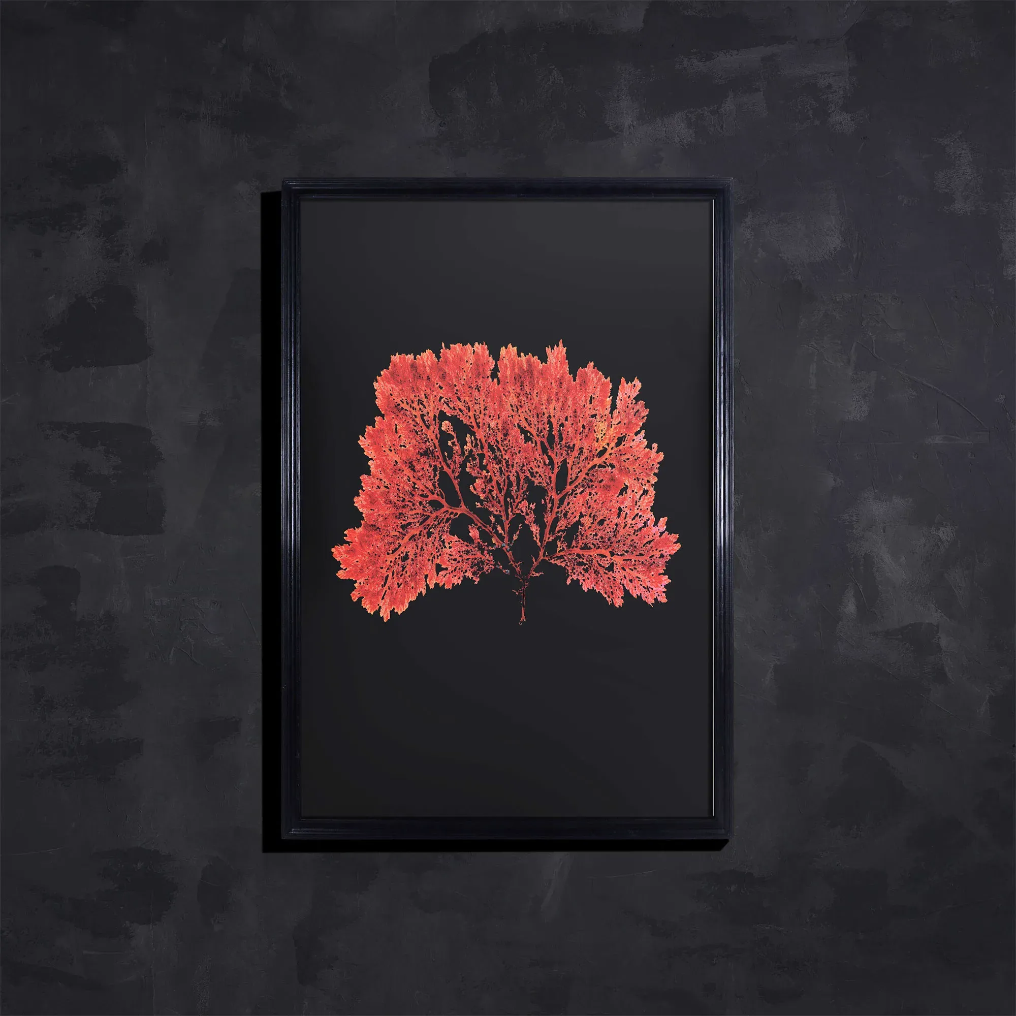 Timothy Oulton Sealife Flat Wall Art - Red, Wood