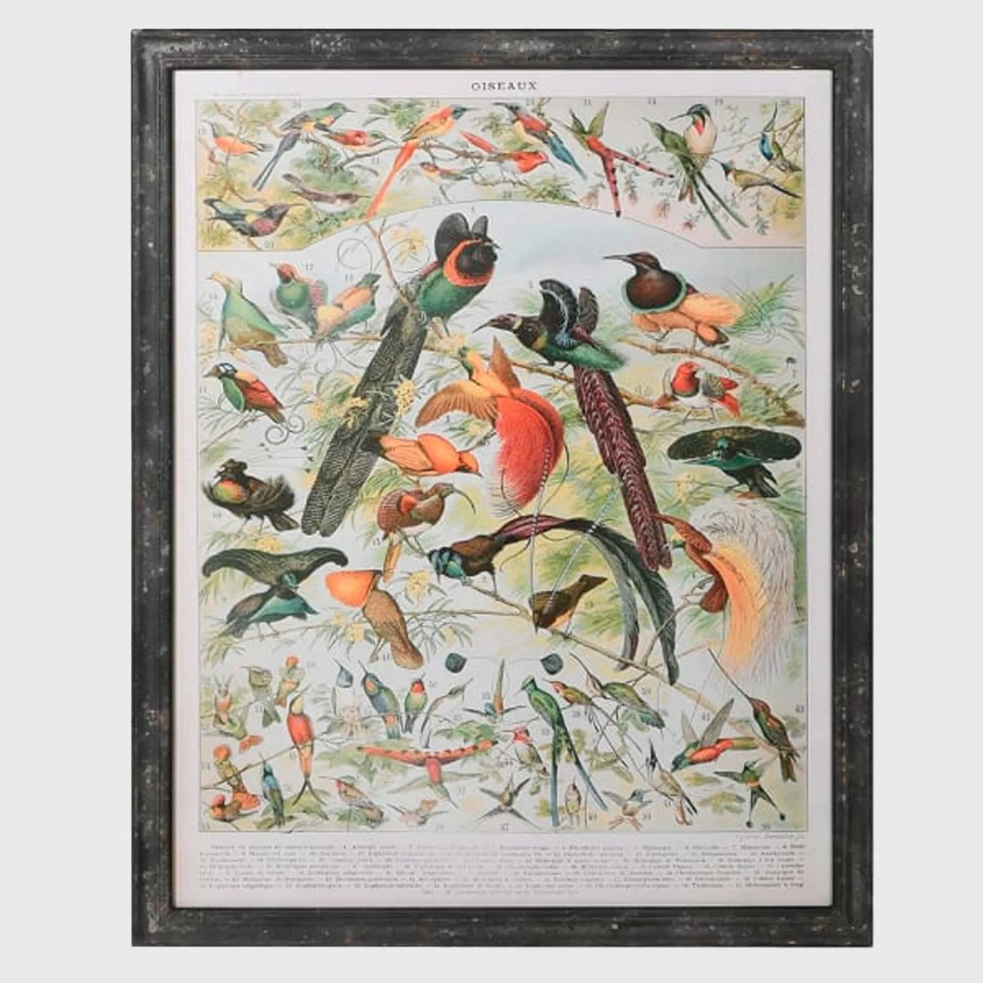 Vintage Birds Square Framed Print - Wood, Fir product