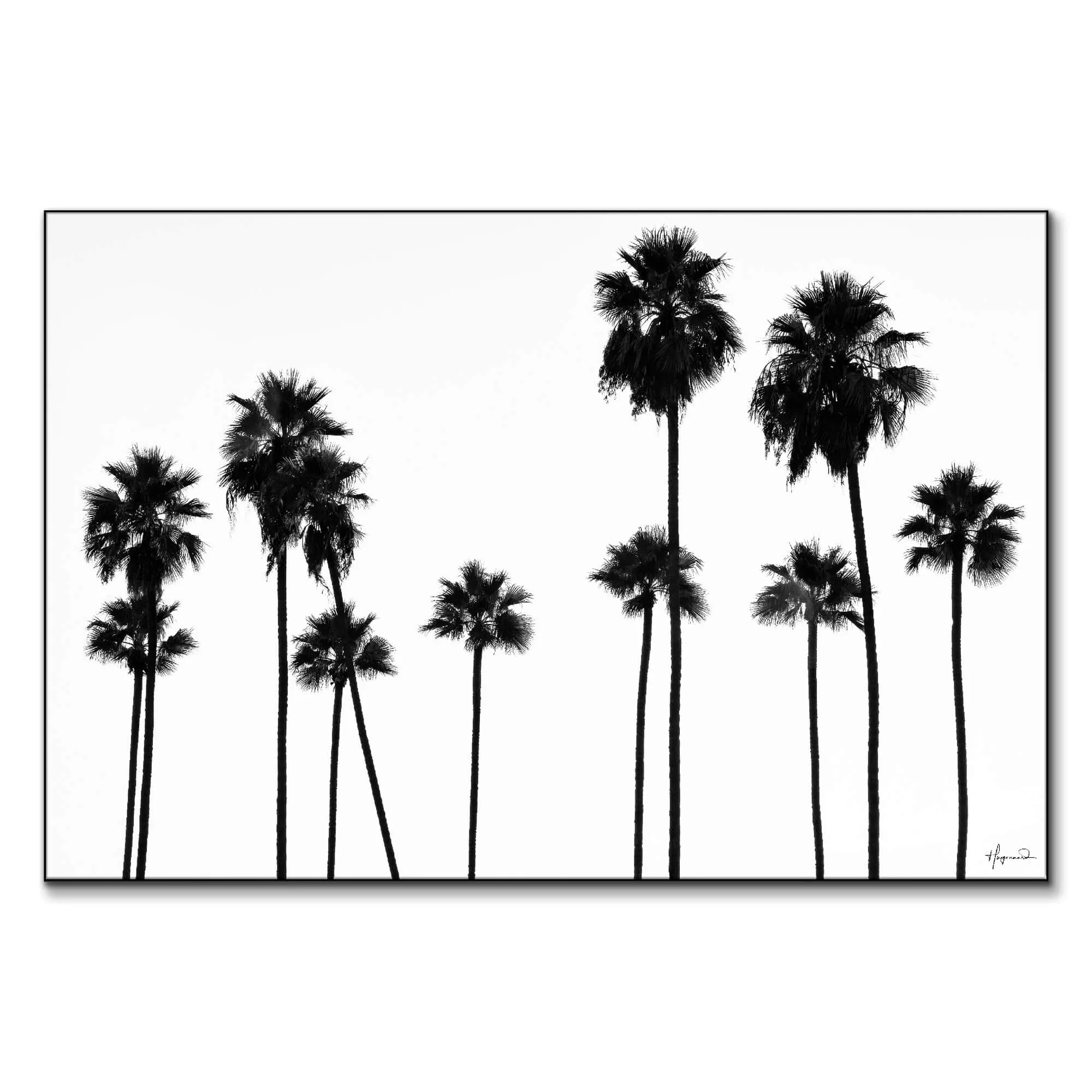 Philippe HUGONNARD Palm Trees LA Wall Art - Black and White image