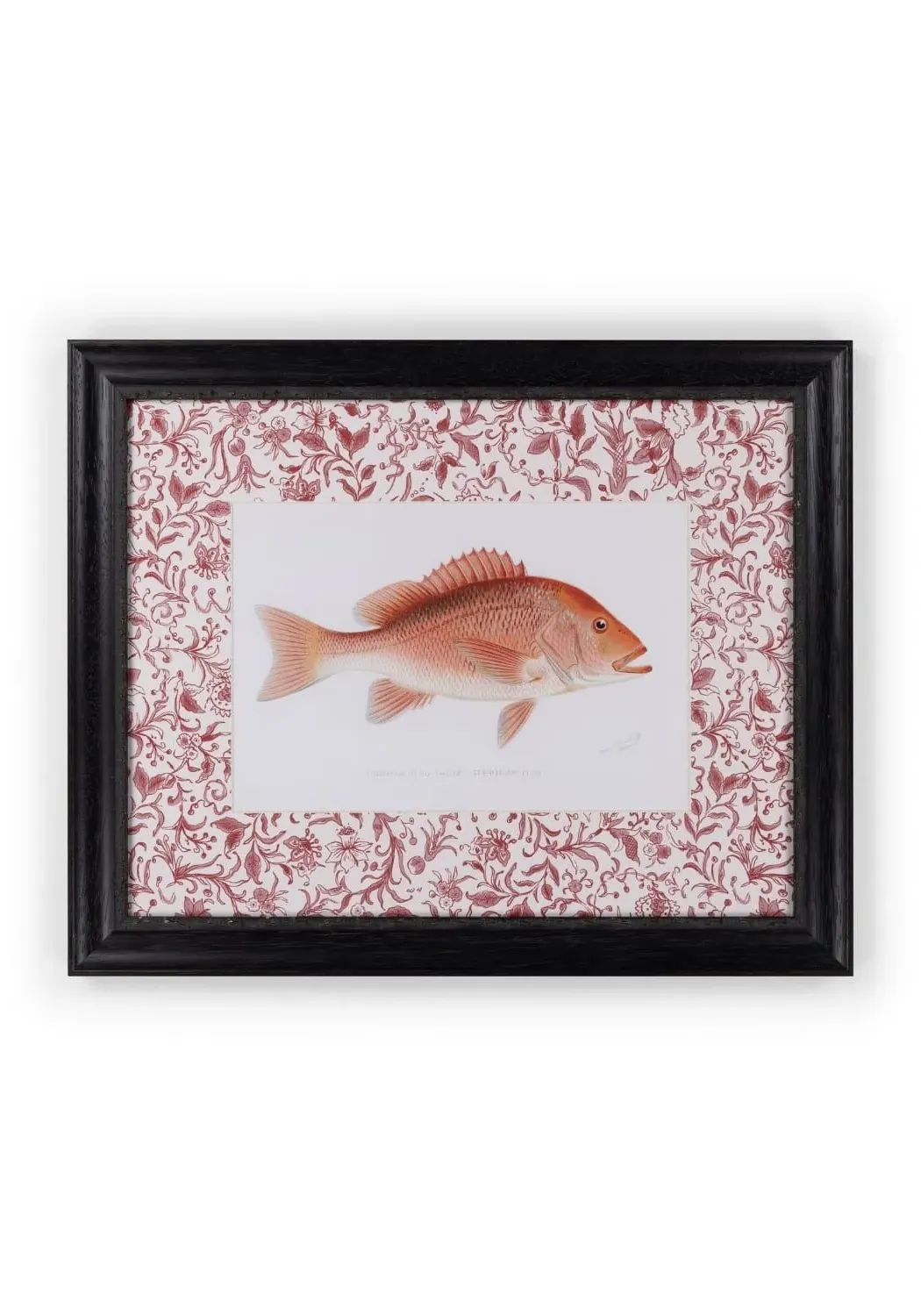 Framed Fish Print - Vintage Style Wall Art image