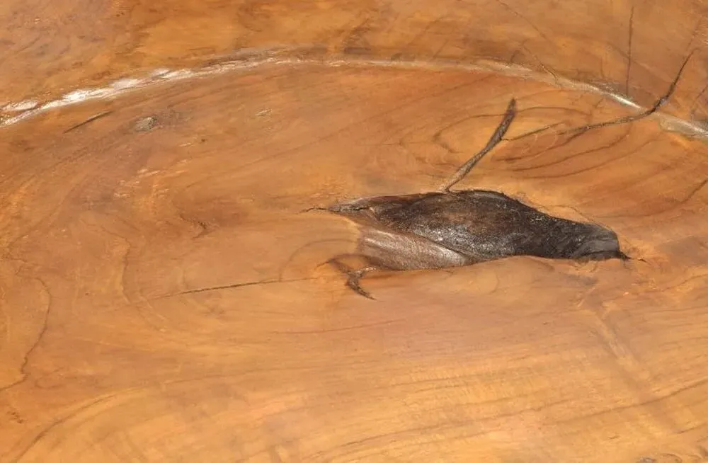 Tree Root Chair - Brown