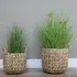 Hyacinths Basket Planters - Set of 2