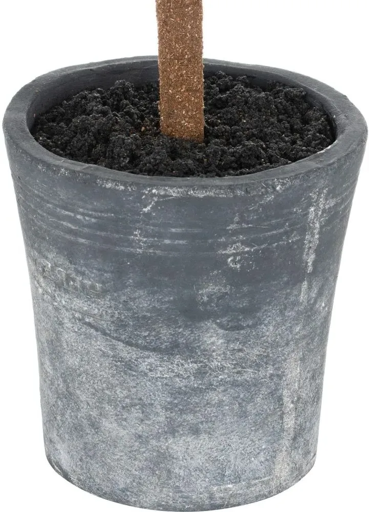 Blackpool Fir Tree in Stone Pot