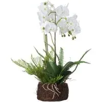 Large Orchid And Fern Garden in Rootball - White
