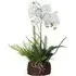 Large Orchid And Fern Garden in Rootball - White