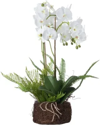Large Orchid And Fern Garden in Rootball - White image