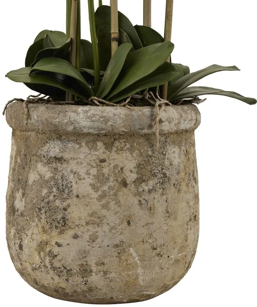 Large Orchid in Antique Stone Pot - White