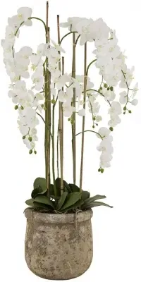 Large Orchid in Antique Stone Pot - White
