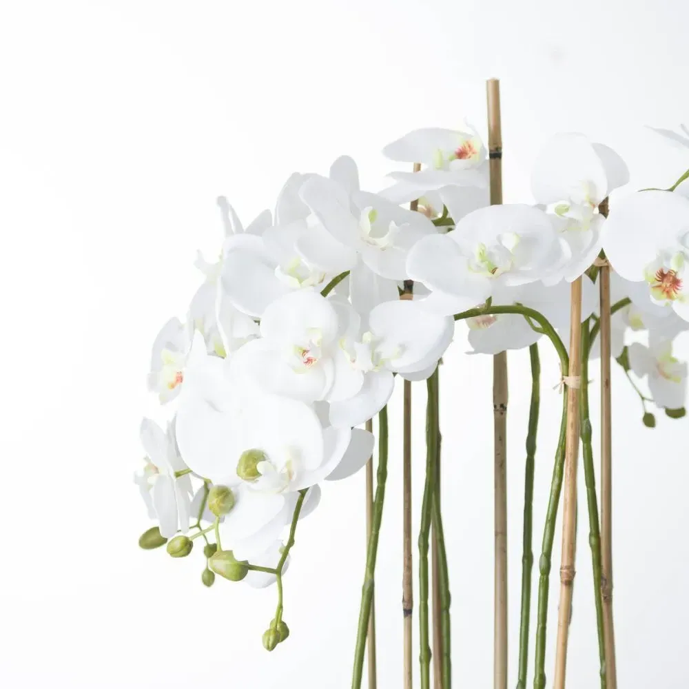 Large Orchid in Glass Pot - White