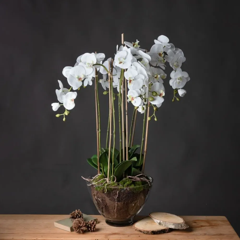 Large Orchid in Glass Pot - White