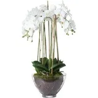 Large Orchid in Glass Pot - White