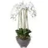 Large Orchid in Glass Pot - White