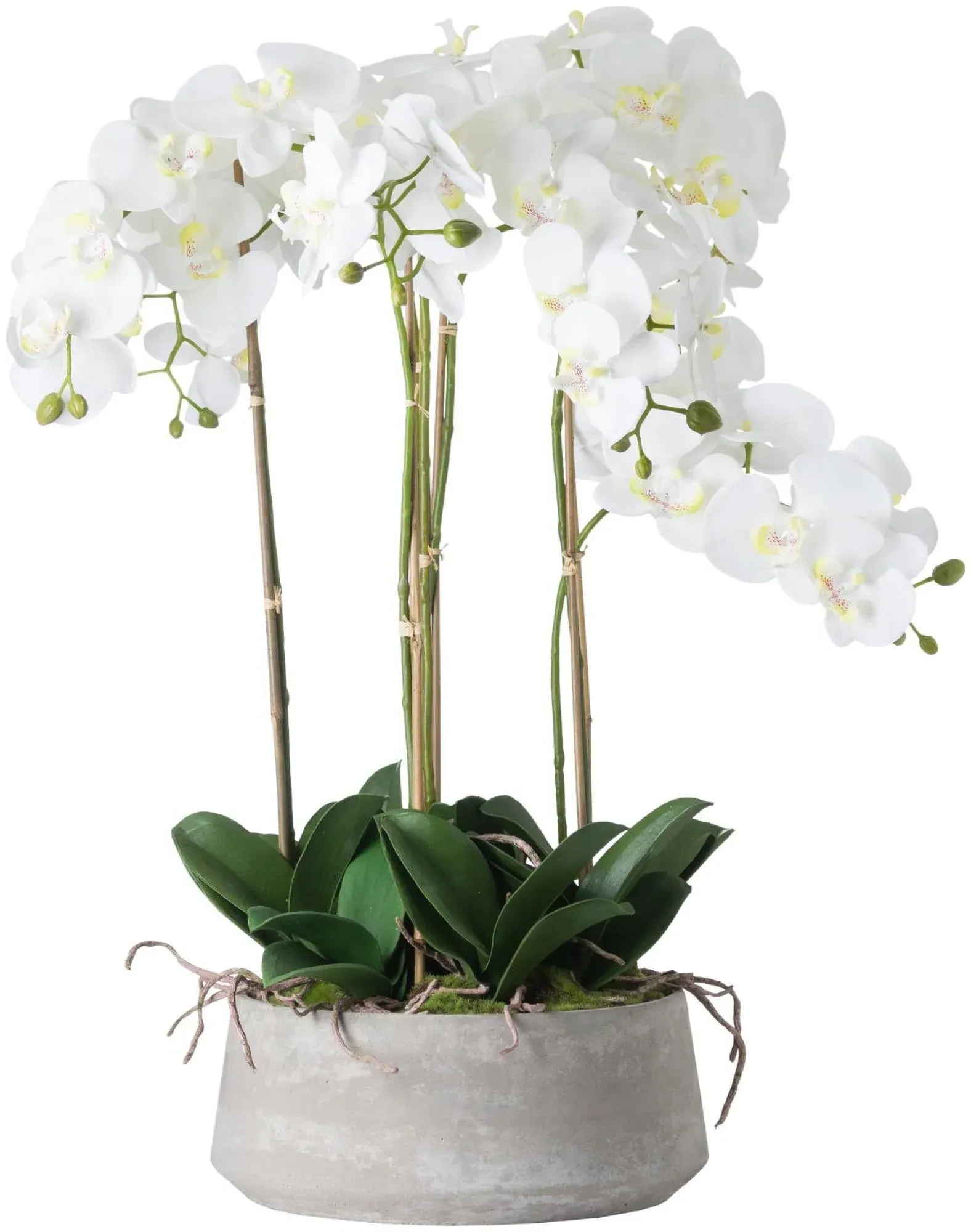 Large Orchid in Glass Pot - White