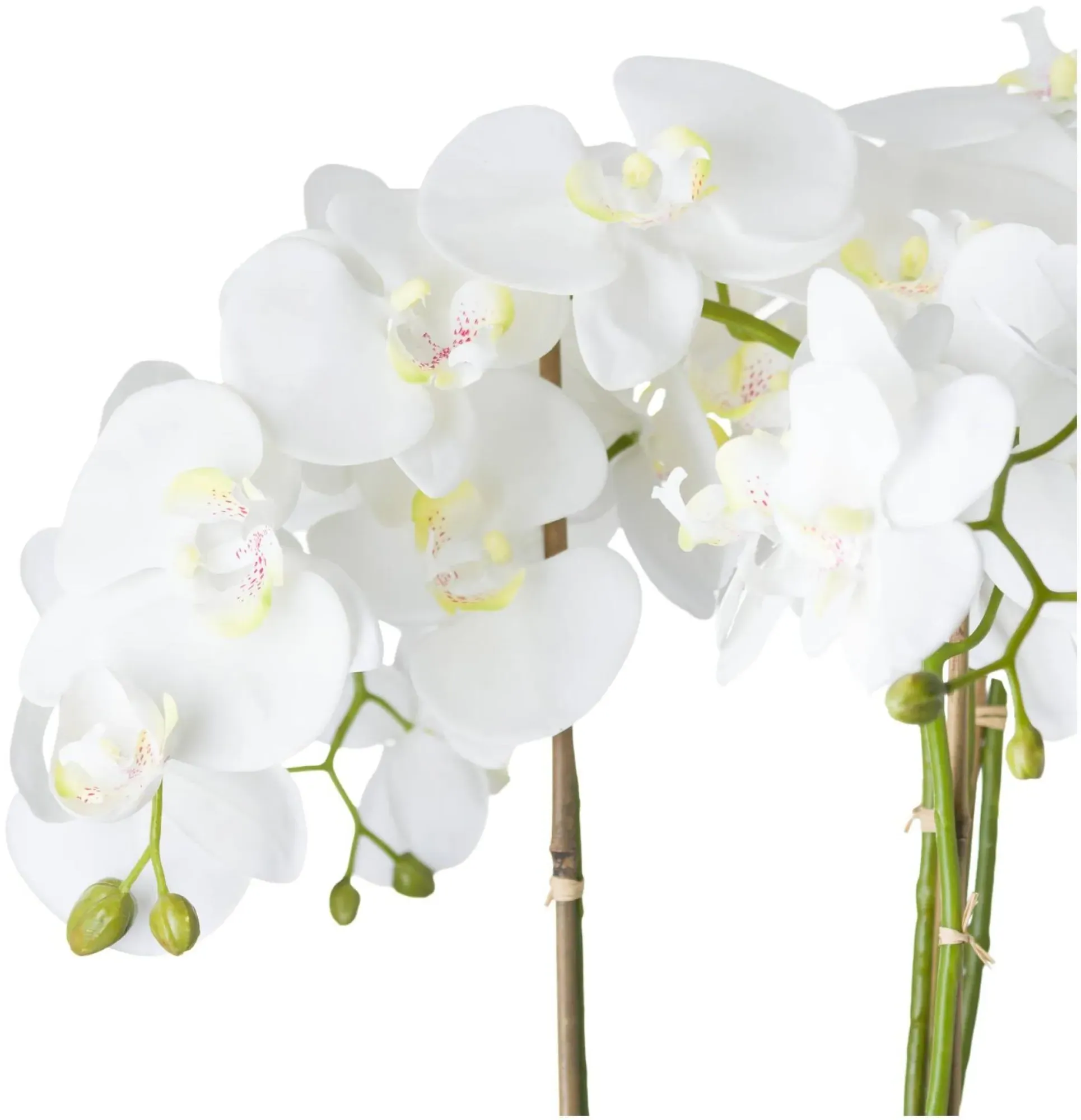 Large Orchid in Glass Pot - White