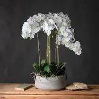 Large Orchid in Glass Pot - White