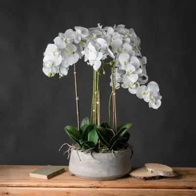 Large Orchid in Glass Pot - White