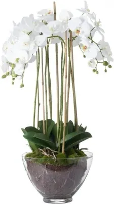 Large Orchid in Glass Pot - White
