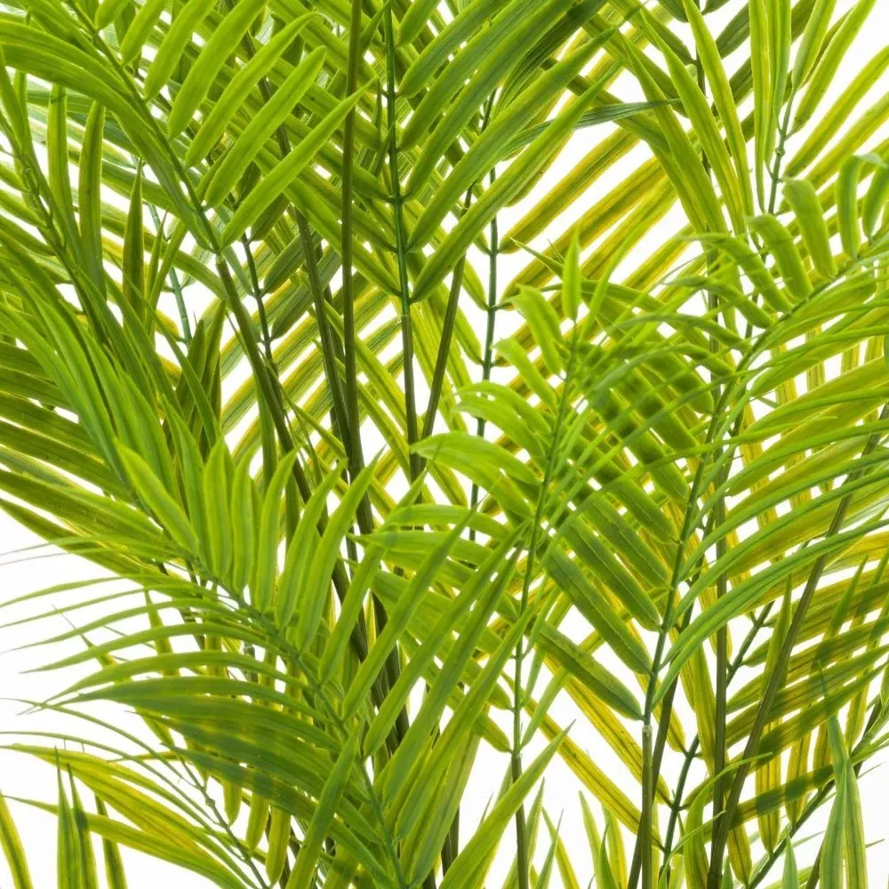 Large Paradise Potted Palm - Green