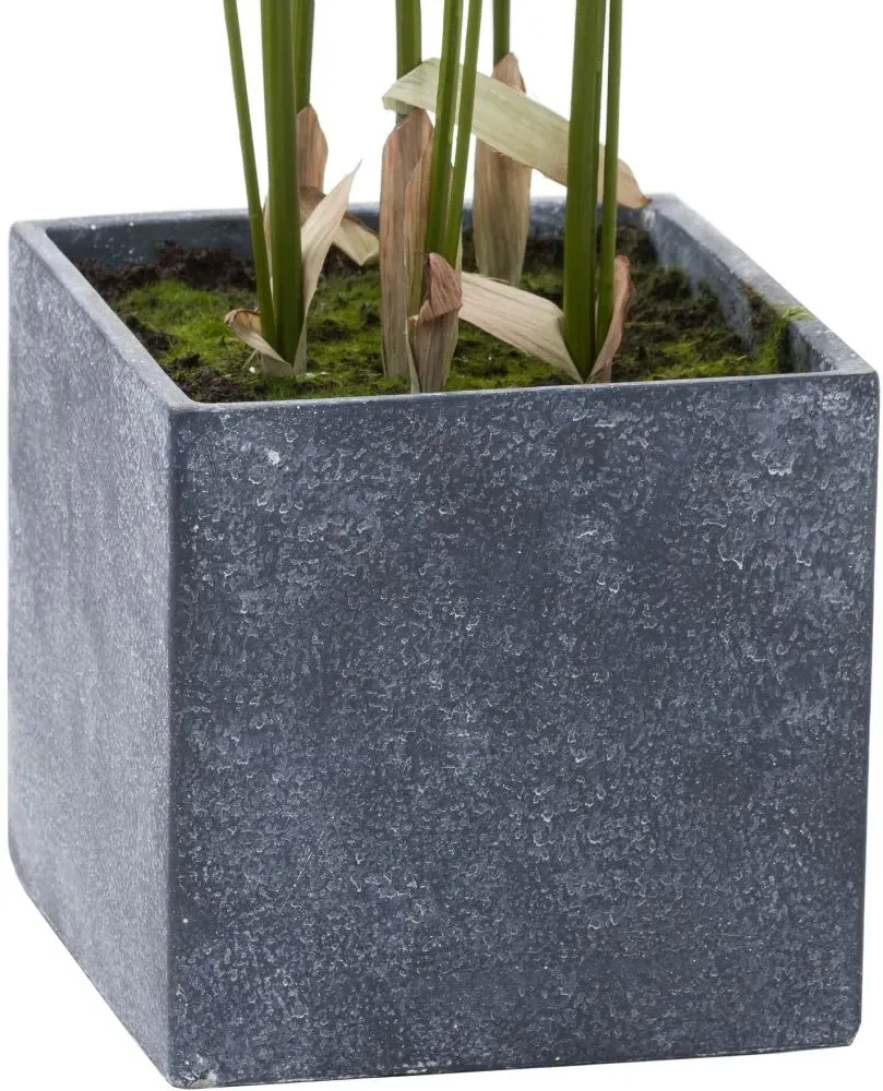 Large Paradise Potted Palm - Green