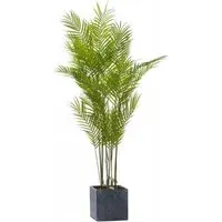 Large Paradise Potted Palm - Green
