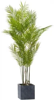 Large Paradise Potted Palm - Green image