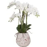 Large Stone Potted Orchid with Roots