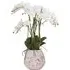 Large Stone Potted Orchid with Roots