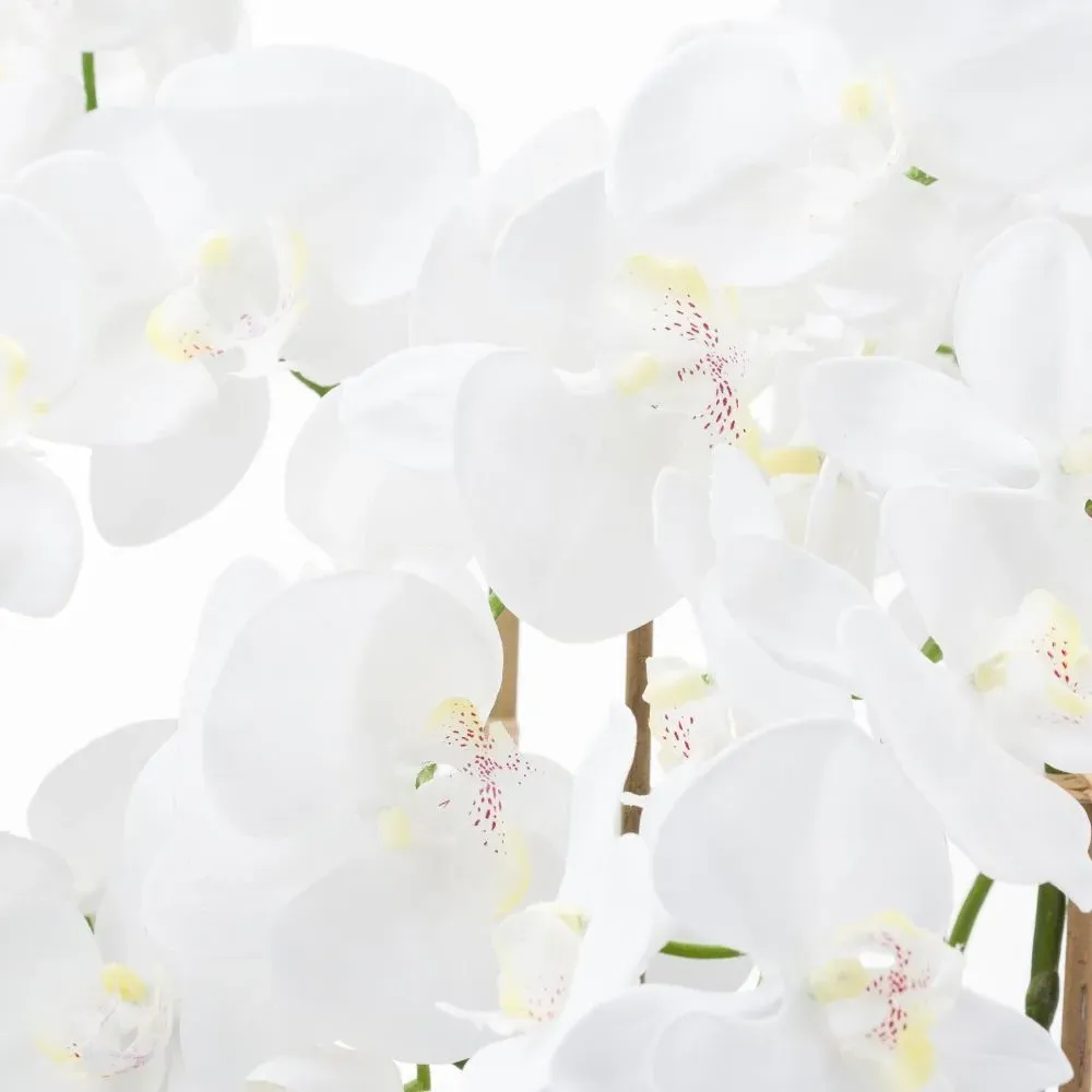 Large Tall Orchid in Glass Pot - White