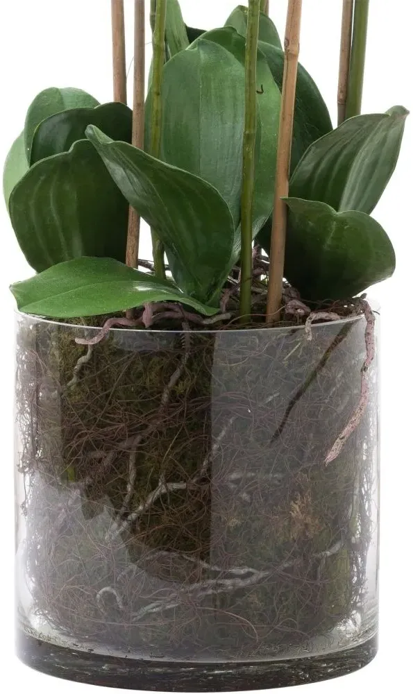 Large Tall Orchid in Glass Pot - White