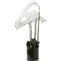 Large Tall Orchid in Glass Pot - White