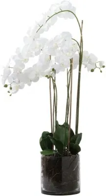 Large Tall Orchid in Glass Pot - White