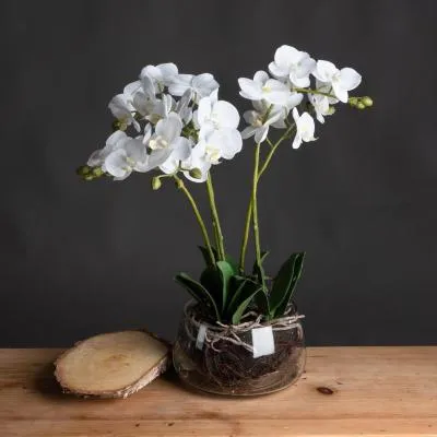 White Orchid in Glass Pot - White image