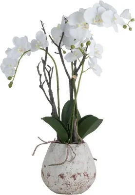 White Orchid in Stone Pot - White