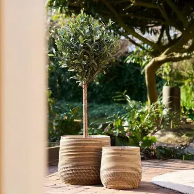 Artificial Green Olive Tree - Green